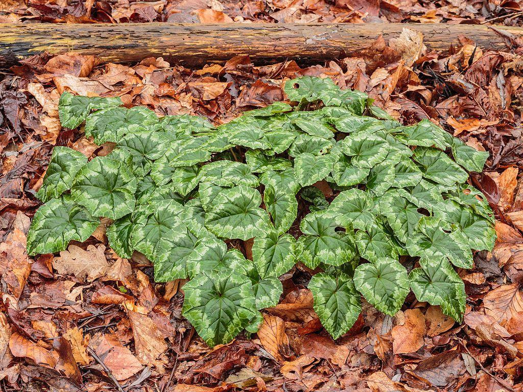 Photo of Hardy Cyclamen (Cyclamen hederifolium) uploaded by robertduval14