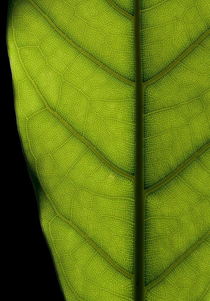 Photo of Rubber Plant (Ficus elastica) uploaded by robertduval14