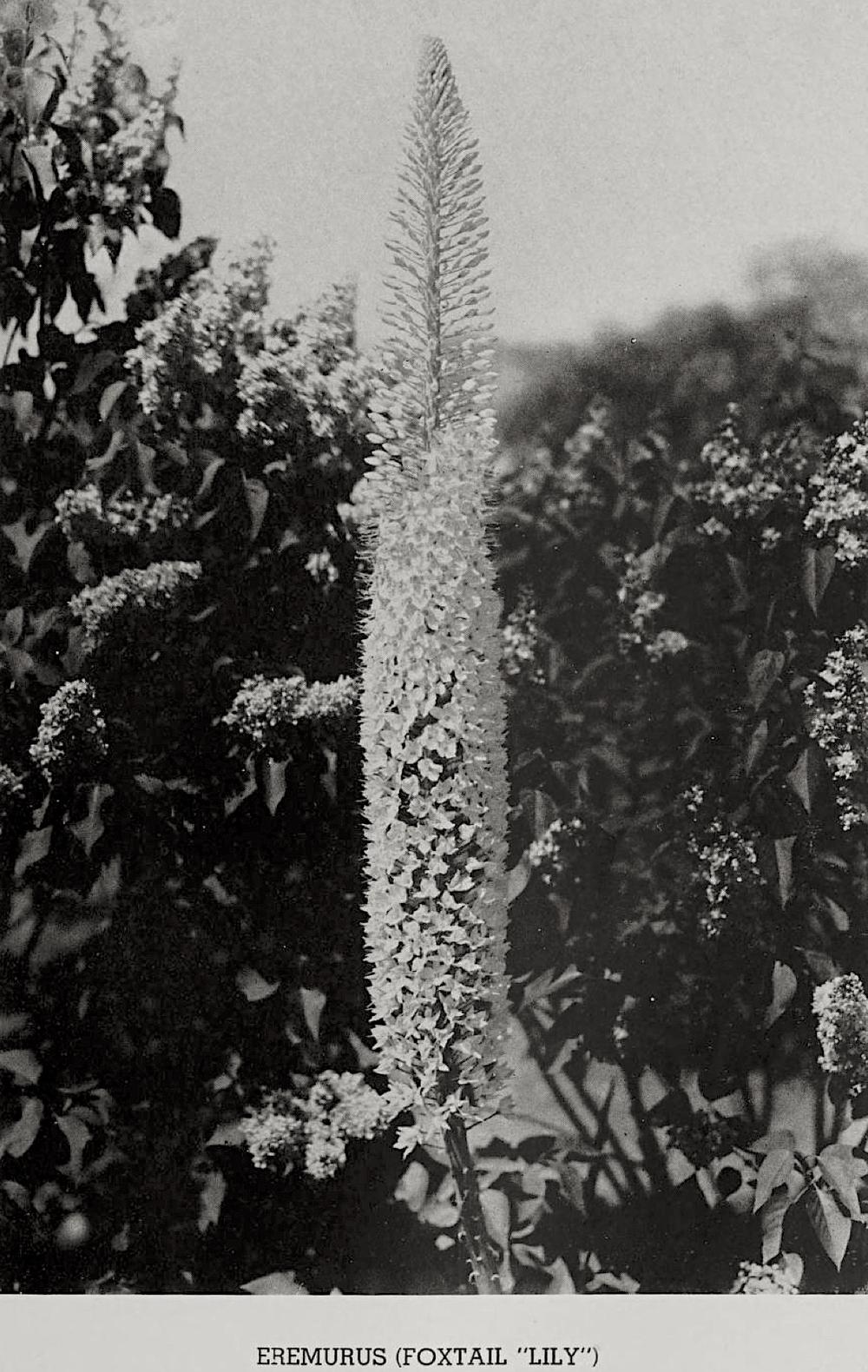 Photo of Foxtail Lily (Eremurus) uploaded by scvirginia