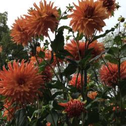 Location: Arlington Heights, Illinois
Date: 9/27/20
Dahlia Woodland’s Wildthing