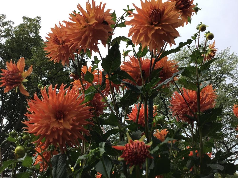 Photo of Dahlia 'Woodland's Wildthing' uploaded by Lauram847
