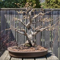 Location: Bonsai Court at the Conservatory, Hidden Lake Gardens, Michigan
Date: 2018-04-30
Carpinus japonica bonsai specimen, ~40 years old at the time of t