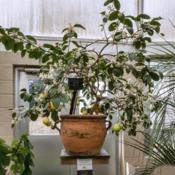 Rutaceae:  Labeled Citrus x meyeri - Even pot-grown trees can pro