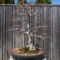 Location: Bonsai Court at the Conservatory, Hidden Lake Gardens, Michigan
Date: 2018-04-30
Fagus grandifolia bonsai specimen.  Age at the time of the photo 