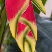 Heliconiaceae:  Heliconia rostrata - these are bracts, not the ac