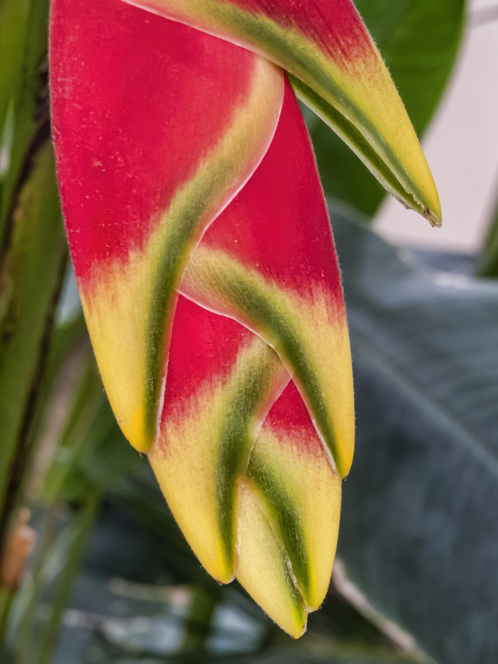 Photo of Hanging Lobster Claw (Heliconia rostrata) uploaded by arctangent