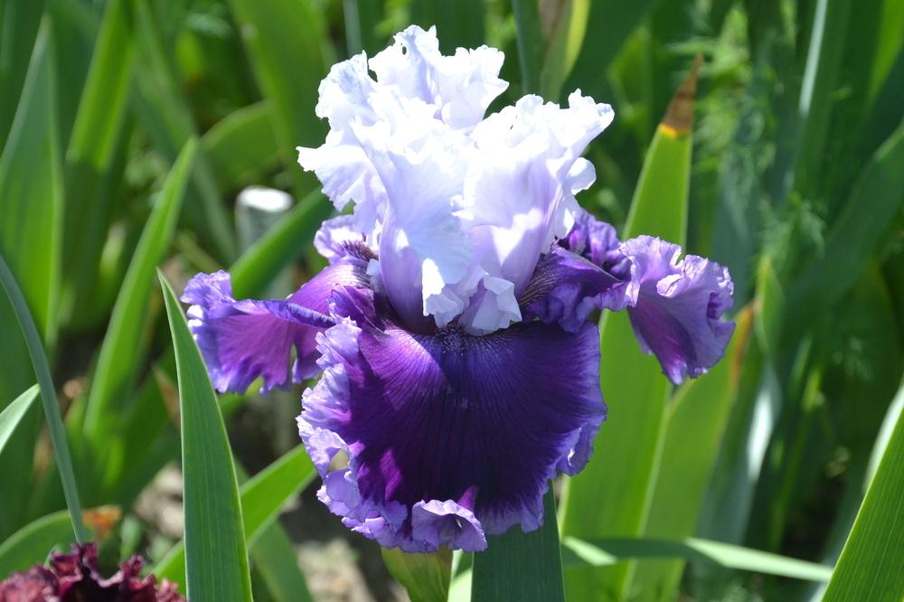 Photo of Tall Bearded Iris (Iris 'Glamorama') uploaded by Serjio