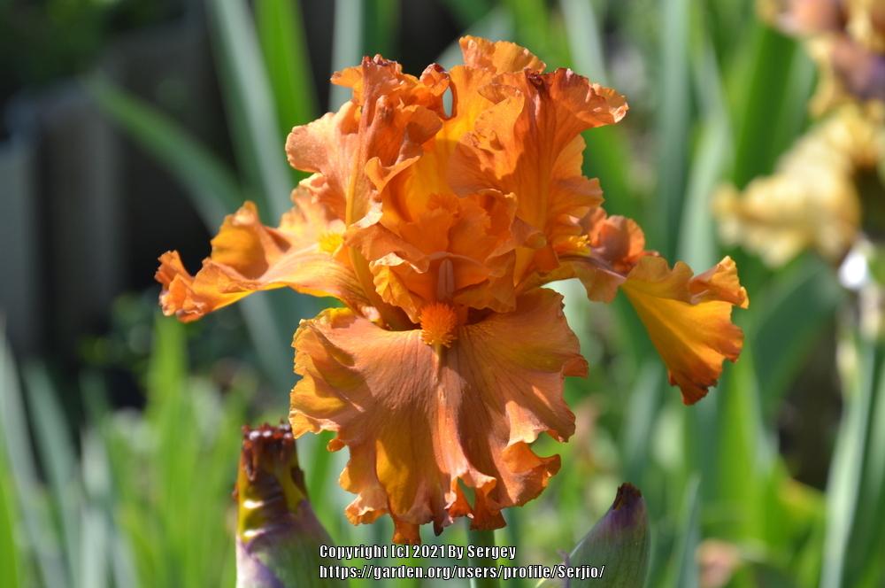 Photo of Tall Bearded Iris (Iris 'Golden Panther') uploaded by Serjio