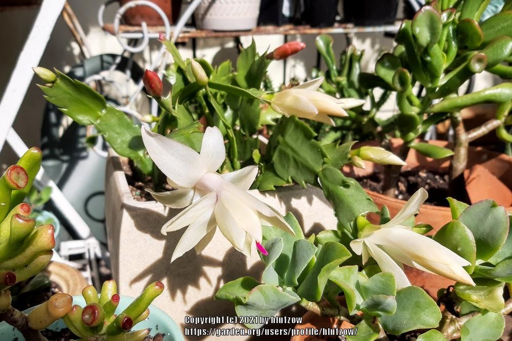 Photo of Christmas Cactus (Schlumbergera truncata) uploaded by hlutzow