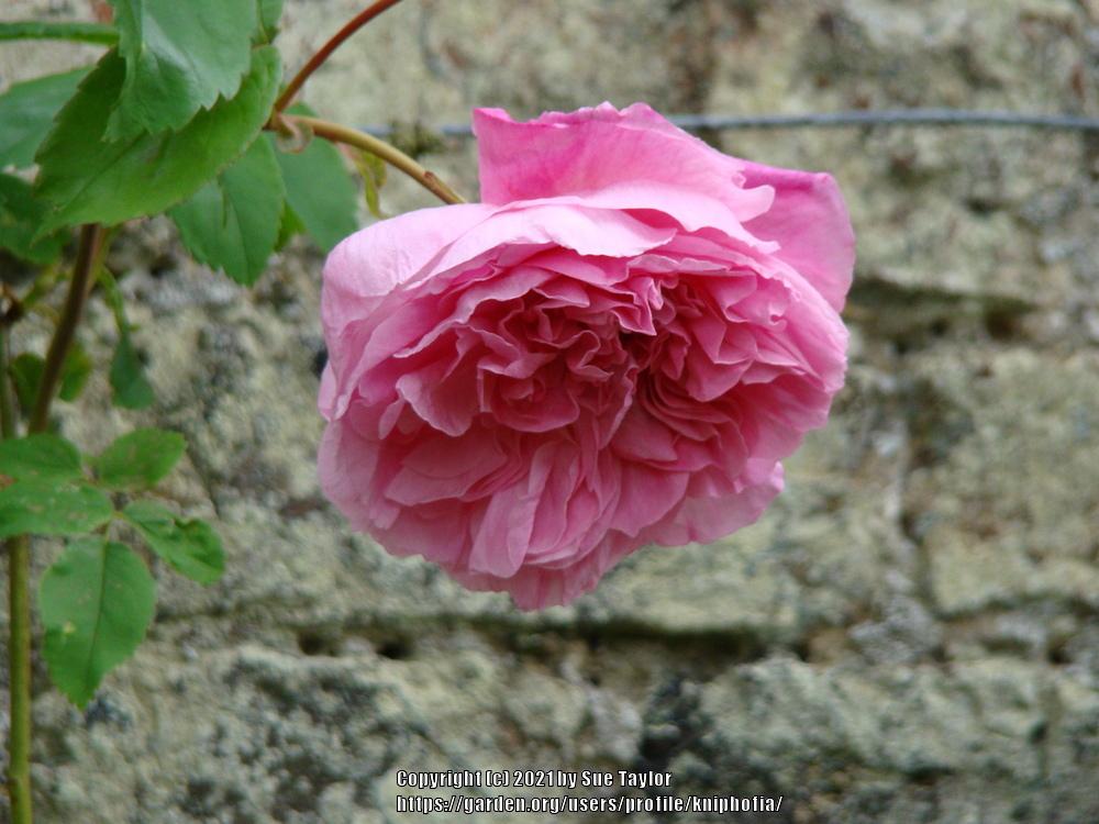 Photo of Rose (Rosa 'Madame Sancy de Parabere') uploaded by kniphofia