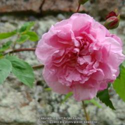 Location: Castle Howard rose garden, Yorkshire UK
Date: 2011-05-20