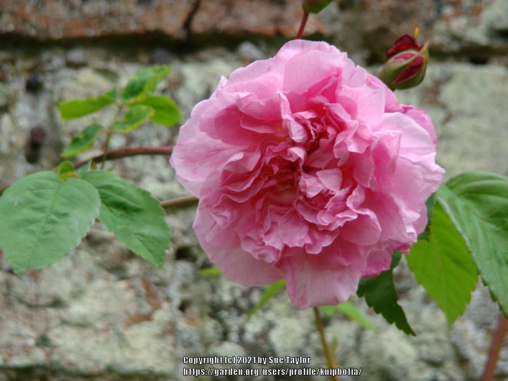 Photo of Rose (Rosa 'Madame Sancy de Parabere') uploaded by kniphofia