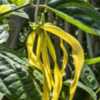 Annonaceae:  Cananga odorata var. fruticosa - typical bloom