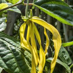 Location: Conservatory, Matthaei Botanical Gardens, Ann Arbor
Date: 2018-04-19
Annonaceae:  Cananga odorata var. fruticosa - typical bloom