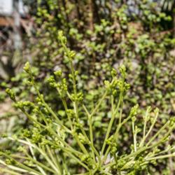 Location: Conservatory, Matthaei Botanical Gardens, Ann Arbor
Date: 2018-04-19
Didiereaceae:  Alluaudia procera - buds.  Fortunately for me, the