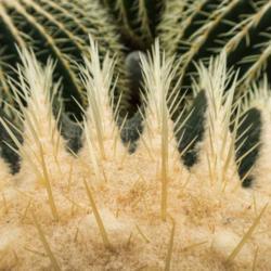 Location: Conservatory, Frederik Meijer Gardens, Grand Rapids, Michigan
Date: 2018-02-24
Golden barrel cactus (Echinocactus grusoni) - spine details.  The