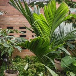 Location: Conservatory, Matthaei Botanical Gardens, Ann Arbor
Date: 2018-01-14
Arecaceae:  Areca catechu, Betel Palm - a young specimen in a con