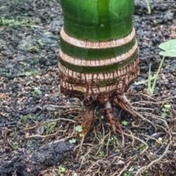 Location: Conservatory, Matthaei Botanical Gardens, Ann Arbor
Date: 2018-01-14
Arecaceae:  Areca catechu - base of the trunk of a young betel pa