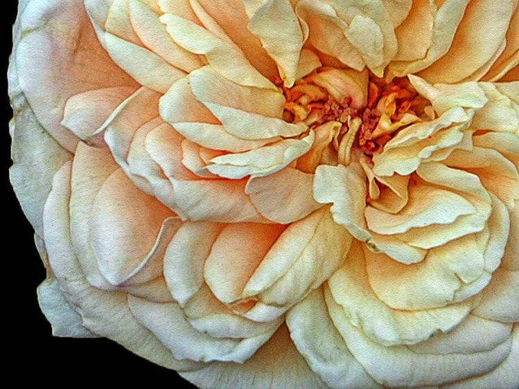 Photo of Rose (Rosa 'Alchymist') uploaded by jathton