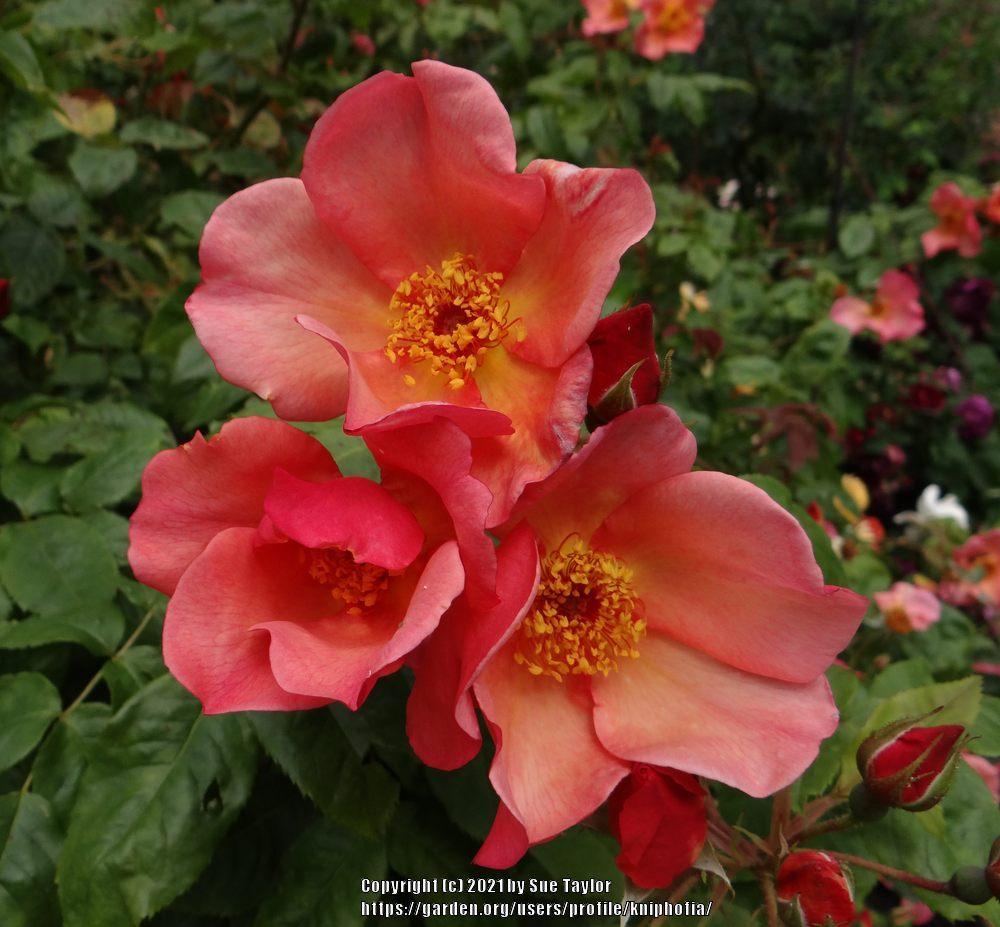 Photo of Rose (Rosa 'Morning Mist') uploaded by kniphofia