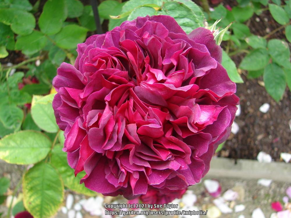 Photo of Rose (Rosa 'William Shakespeare 2000') uploaded by kniphofia
