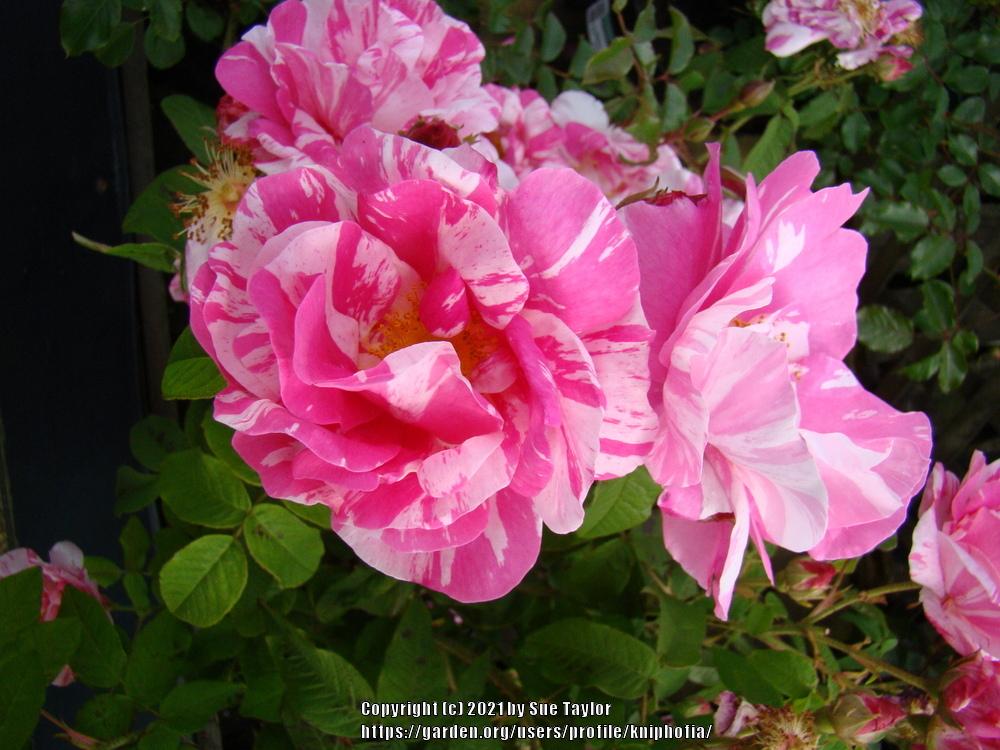 Photo of Rose (Rosa 'Rosa Mundi') uploaded by kniphofia