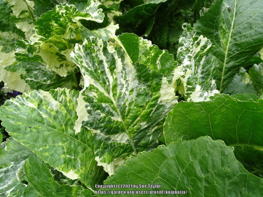 Photo of Variegated Horseradish (Armoracia rusticana 'Variegata') uploaded by kniphofia