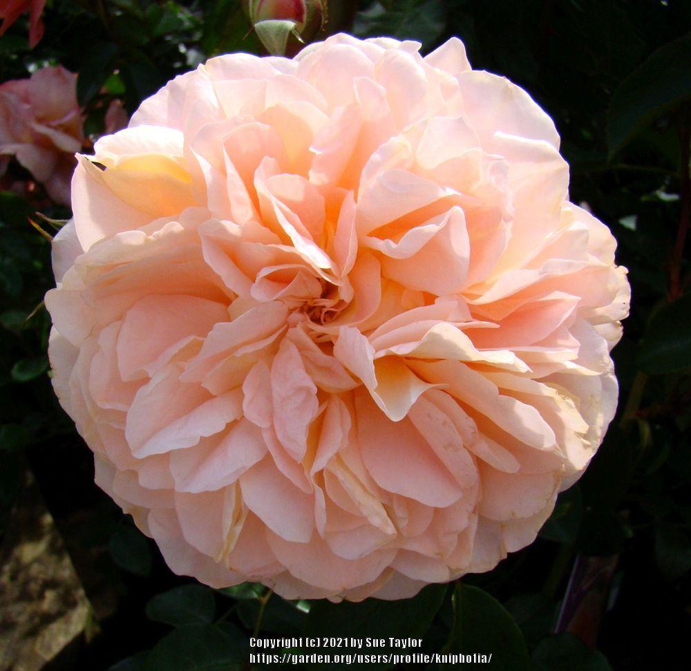 Photo of Rose (Rosa 'Sangerhauser Jubilaumsrose') uploaded by kniphofia