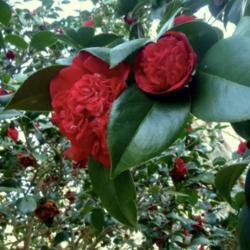Location: Charleston, SC
Date: 2019-02-06
Camellia 'Professor Sargent' blooming at Hampton Park