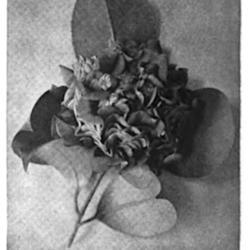 
Date: c. 1908
photo of Camellia 'Professor Sargent' in 'Country Life in America