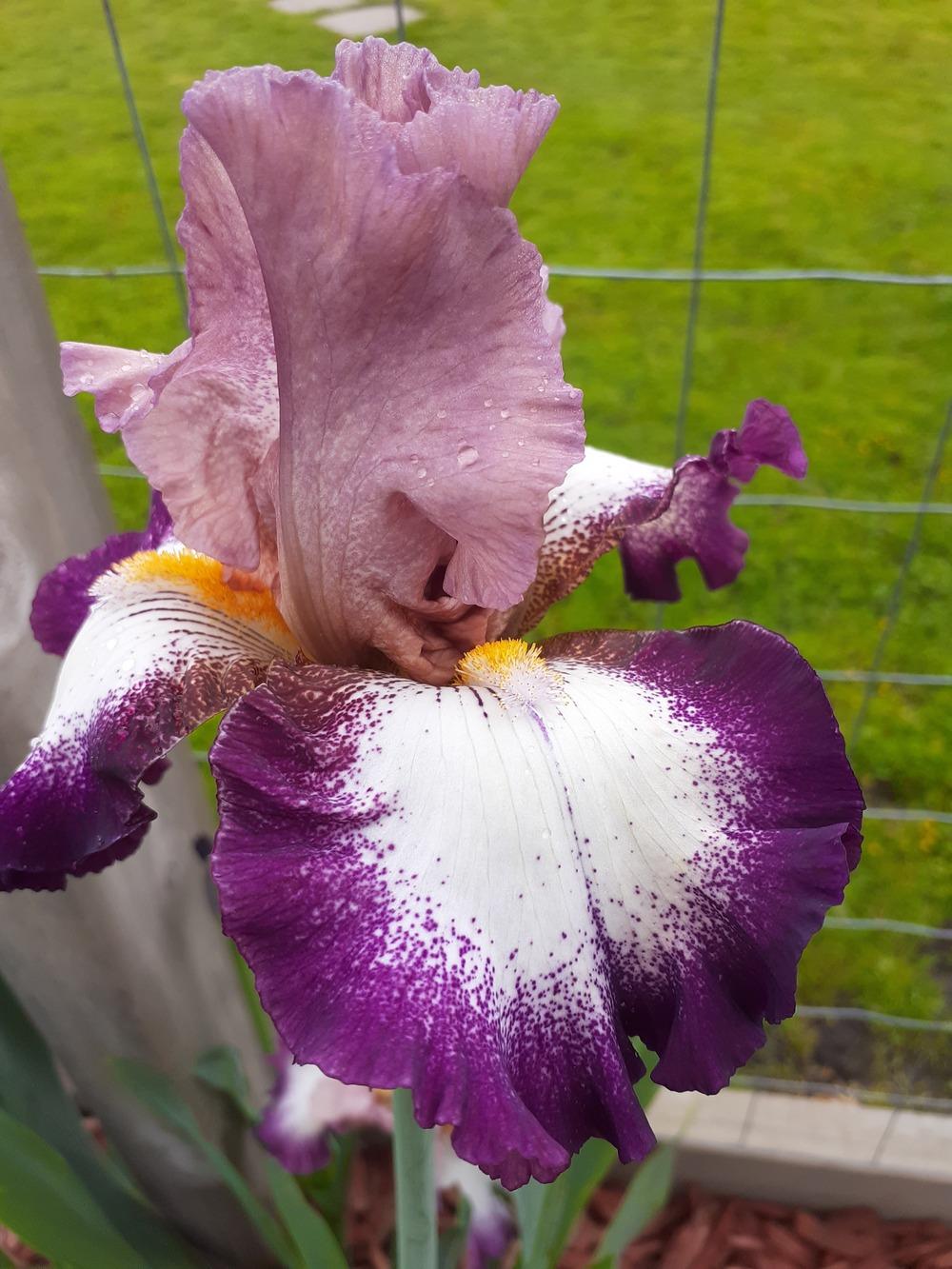 Photo of Tall Bearded Iris (Iris 'Change of Pace') uploaded by PaulaHocking
