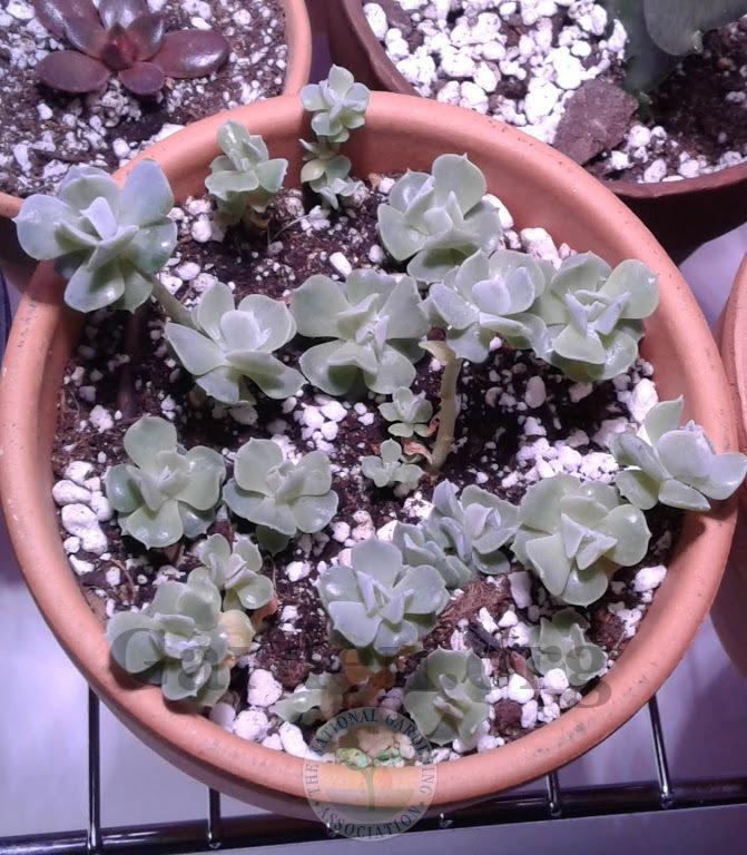 Photo of Echeveria (Echeveria runyonii 'Topsy Turvy') uploaded by PlantsRFriends