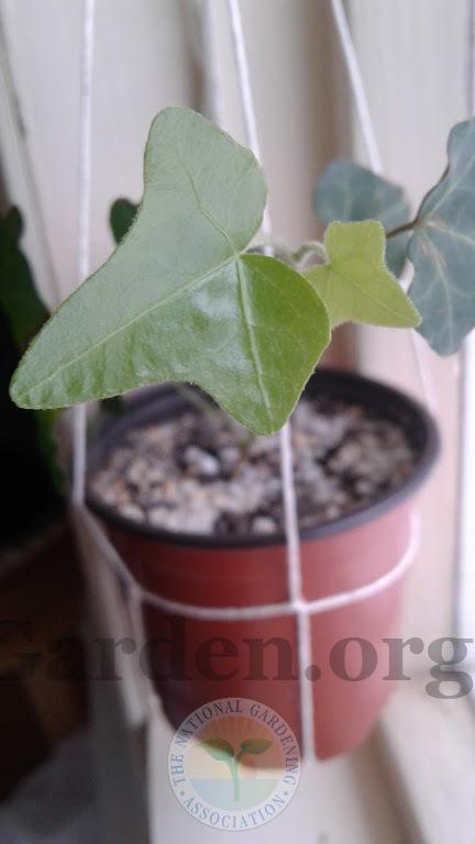Photo of English Ivy (Hedera helix) uploaded by PlantsRFriends