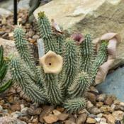 Apocynaceae:  Ceropegia gordonii - Not a cactus. I was lucky enou