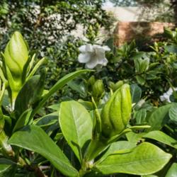 Location: Conservatory, Matthaei Botanical Gardens, Ann Arbor
Date: 2018-04-02
Rubiaceae:  Gardenia jasminoides - Buds far outnumbered blooms on