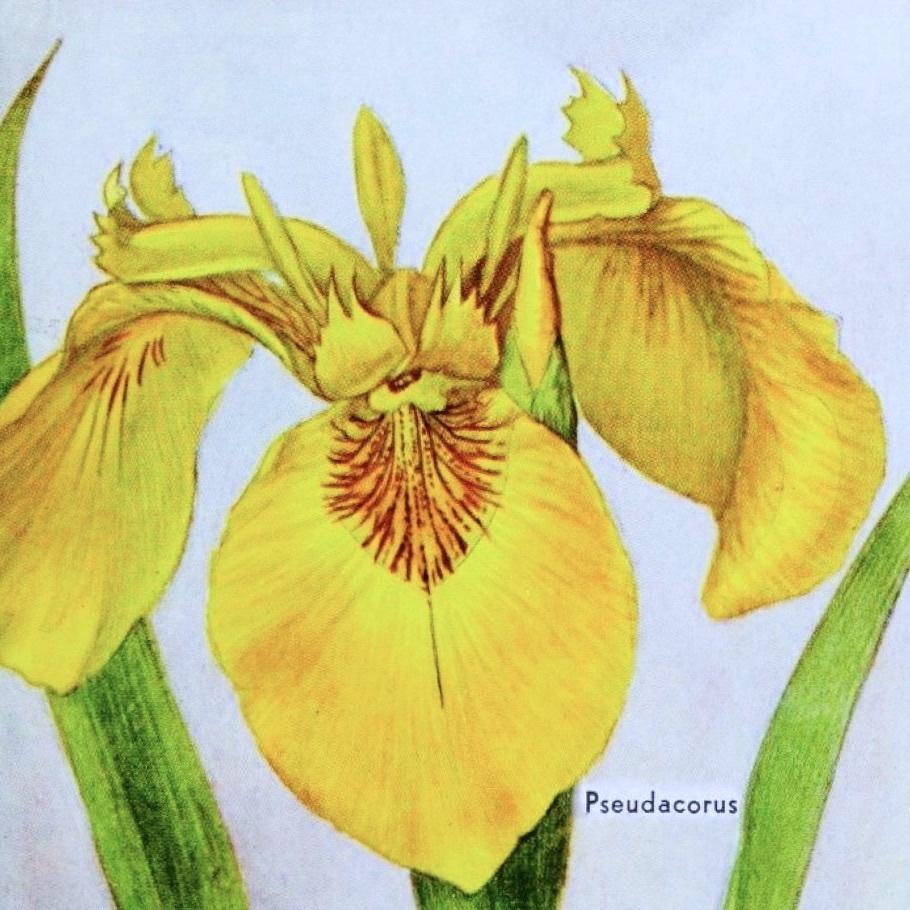 Photo of Yellow Flag (Iris pseudacorus) uploaded by scvirginia