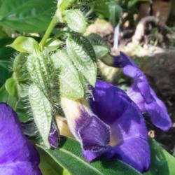Location: Conservatory, Matthaei Botanical Gardens, Ann Arbor
Date: 2018-07-08
Acanthaceae:  Thunbergia battiscombei buds in various stages of d