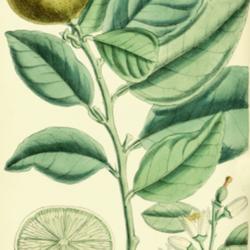 
Date: c. 1884
illustration by J. N. Fitch of Citrus x aurantiifolia as C. medic