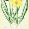 illustration of Tulipa tetraphylla as T. kesselringii by J. N. Fi