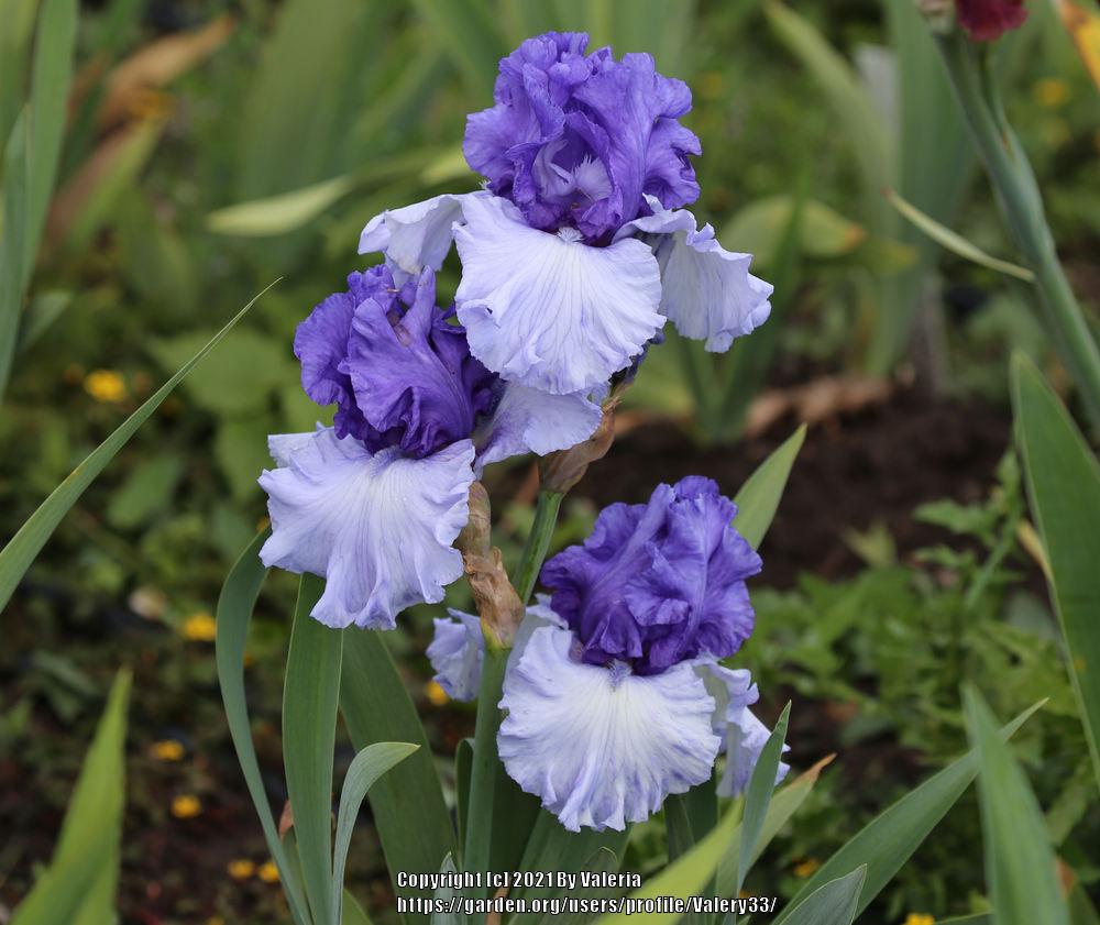 Photo of Tall Bearded Iris (Iris 'Crowned Heads') uploaded by Valery33