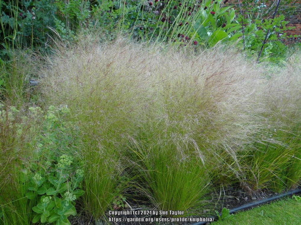 Photo of Mexican Feathergrass (Nassella tenuissima) uploaded by kniphofia