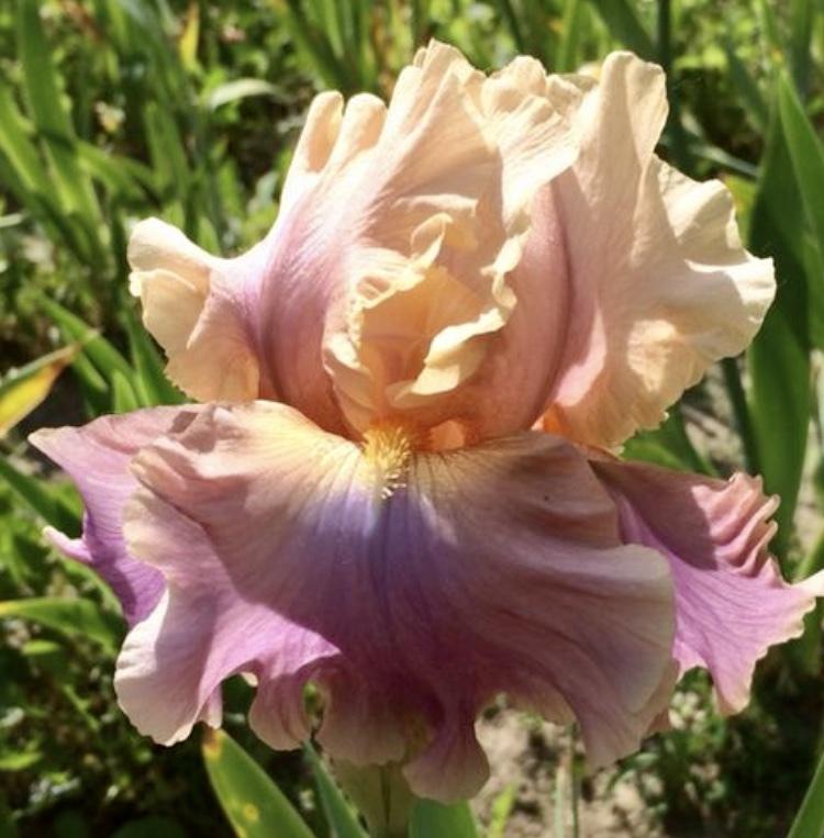 Photo of Tall Bearded Iris (Iris 'Chasing Rainbows') uploaded by Lbsmitty