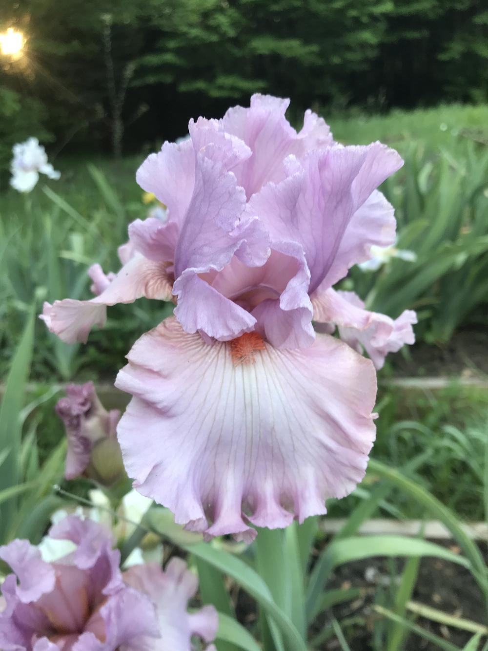 Photo of Tall Bearded Iris (Iris 'Designer Label') uploaded by Lbsmitty
