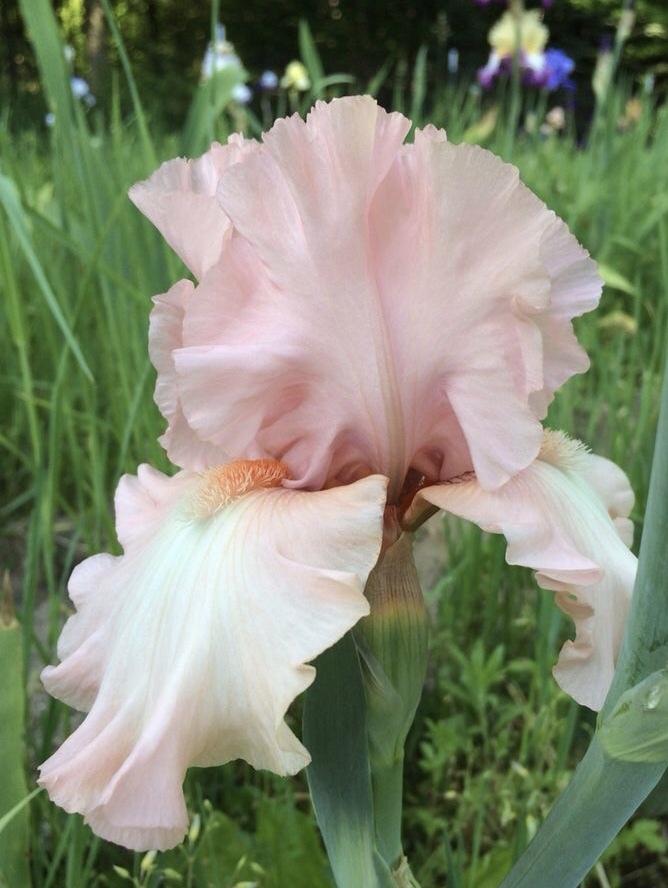 Photo of Tall Bearded Iris (Iris 'For Lovers Only') uploaded by Lbsmitty