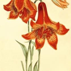 
Date: c. 1805
illustration by Syd. Edwards from 'Curtis's Botanical Magazine', 