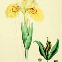 
Date: c. 1869
illustration from 'English Botany', vol. 9, 1869