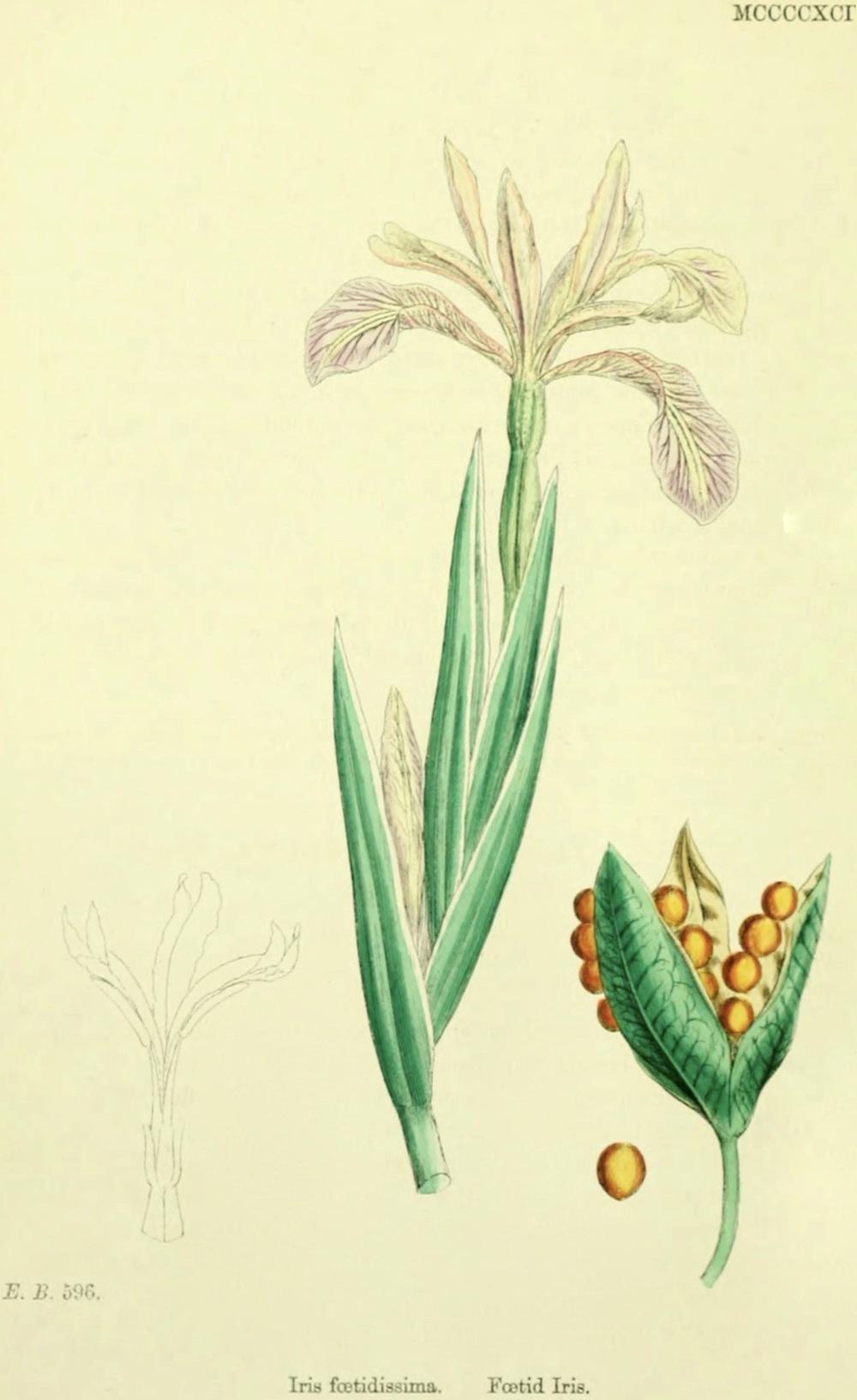 Photo of Species Iris (Iris foetidissima) uploaded by scvirginia