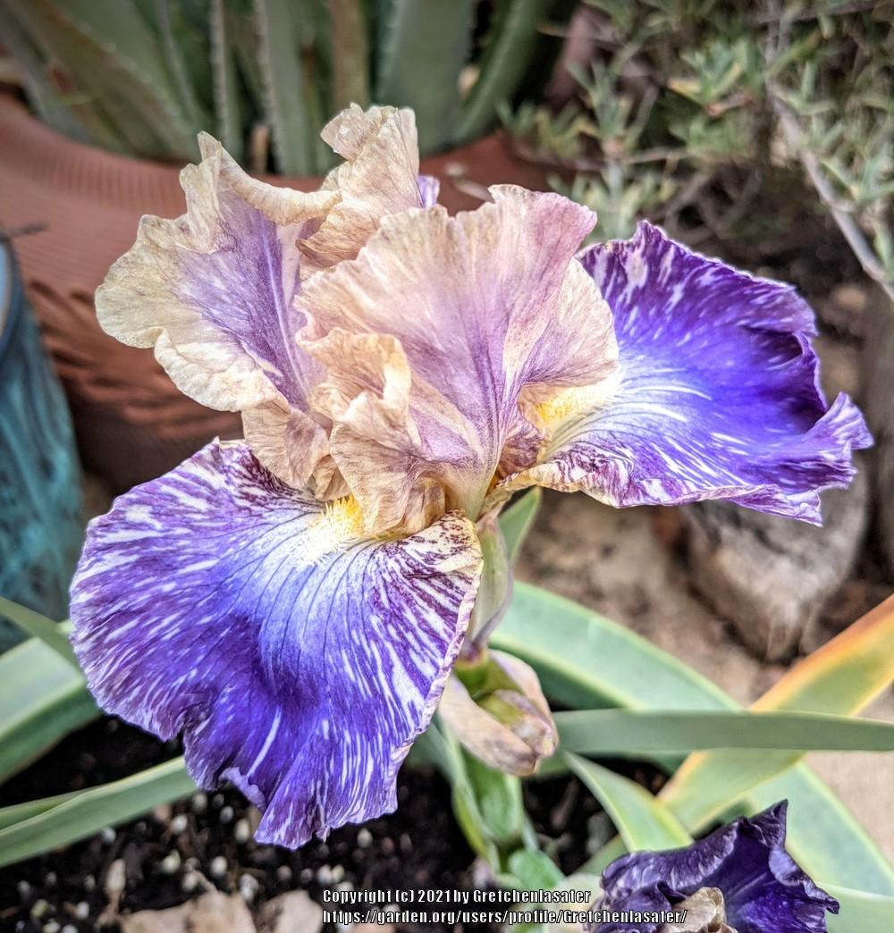 Photo of Intermediate Bearded Iris (Iris 'Doe Z Doe') uploaded by Gretchenlasater