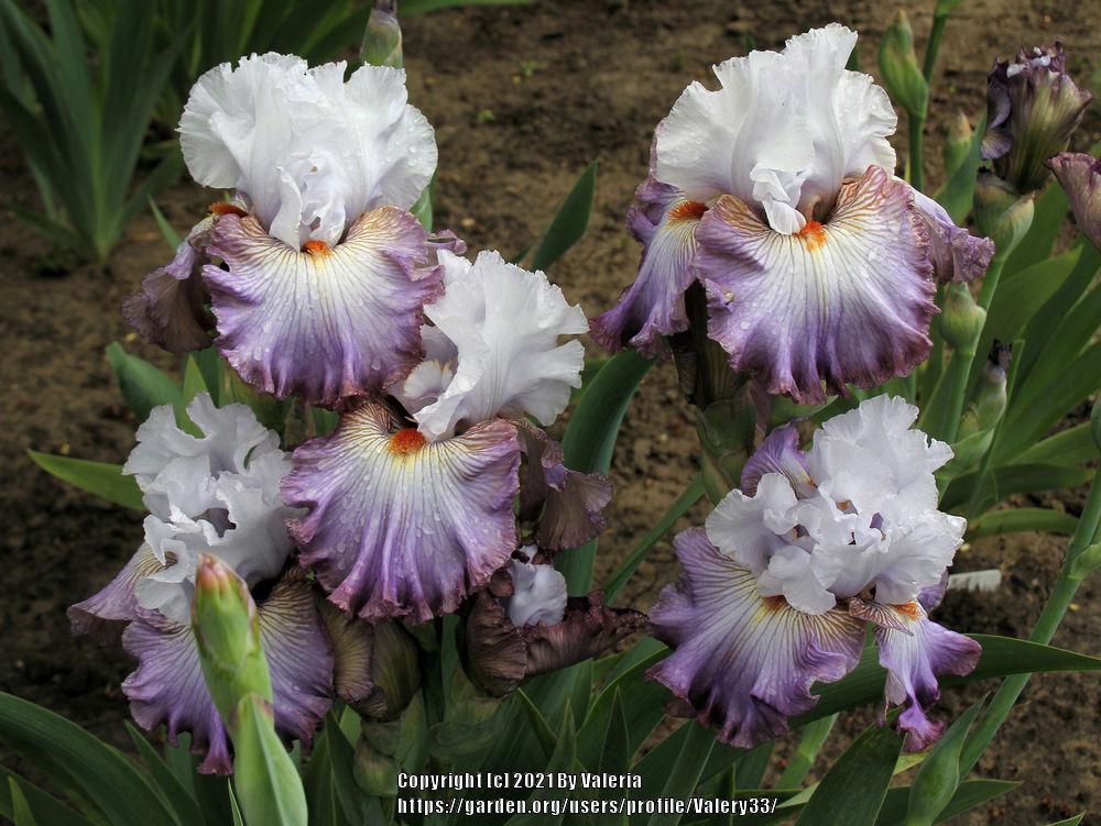 Photo of Tall Bearded Iris (Iris 'Arthouse') uploaded by Valery33