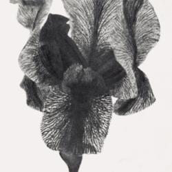 
Date: c. 1931
photo of Aril Iris 'Freya' from the 1931 catalog, Weeds Gardens, 
